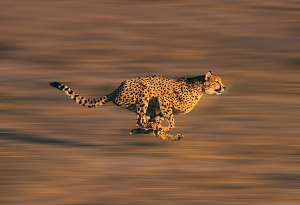 The Fastest Animals on the Planet Today