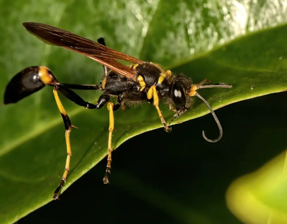 Terrifying Bees &#038; Wasps That Will Keep You Indoors