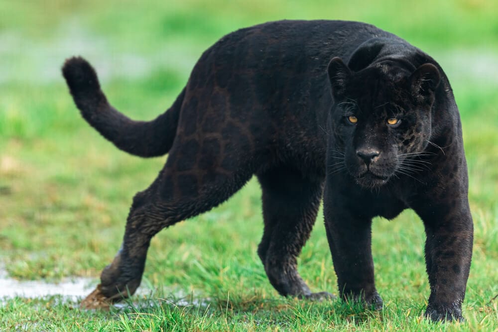 40 of the Most Impressive Predatory Cats in Nature