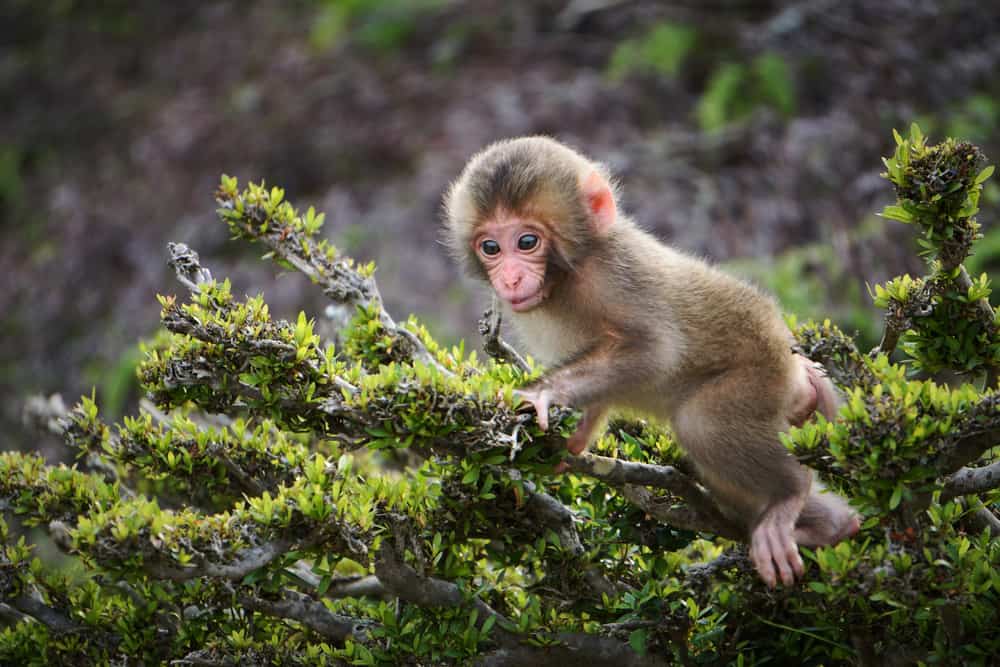 Astounding Facts About Primates that Never Cease to Amaze