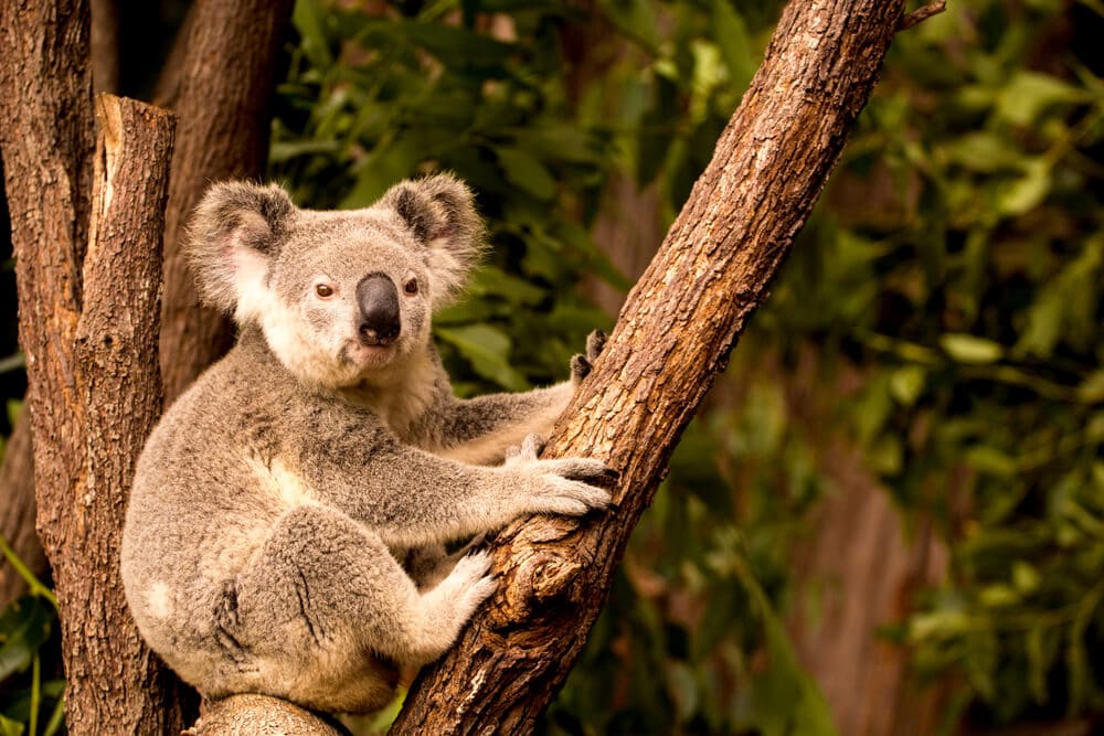 Times Koalas Were Anything But Cute