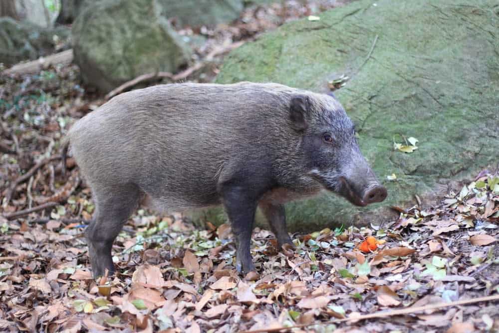 New Species Living in Fukushima, Japan&#8217;s Nuclear Accident Zone