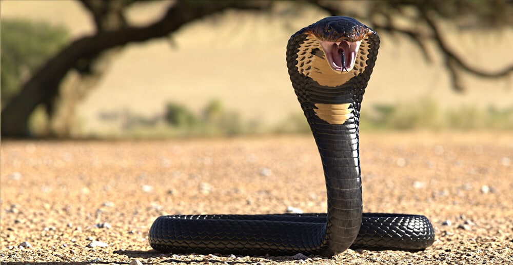 Avoid these Venomous Animals at All Costs