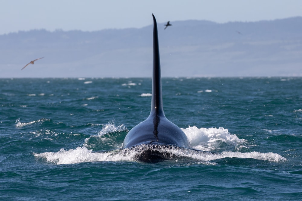 Why Orcas are the Scariest Predator in the Sea