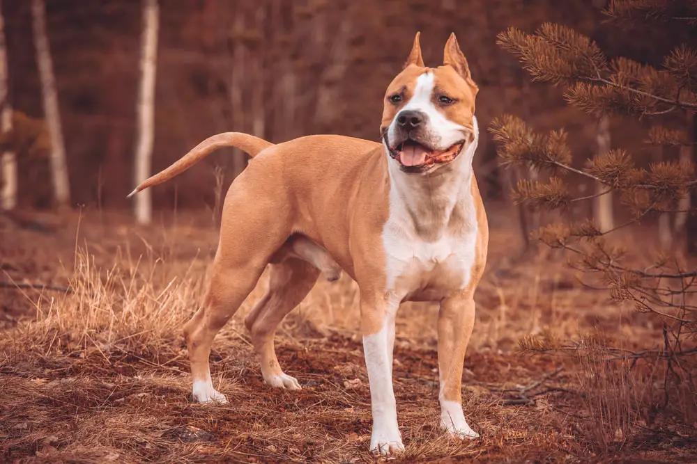 These Dog Breeds Have Evolved to be the Most Elite