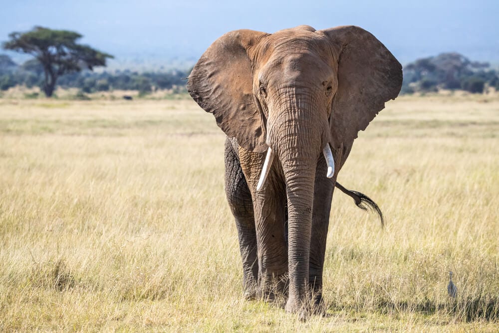 The Worst Things That Ever Happened At Zoos