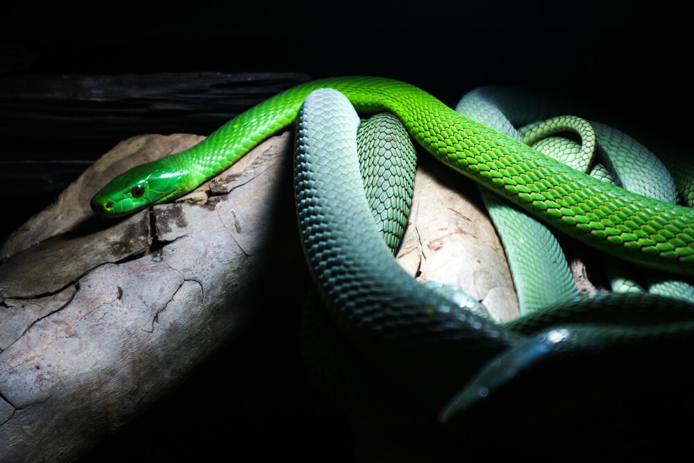 The Most Venomous Snakes On Planet Earth Today