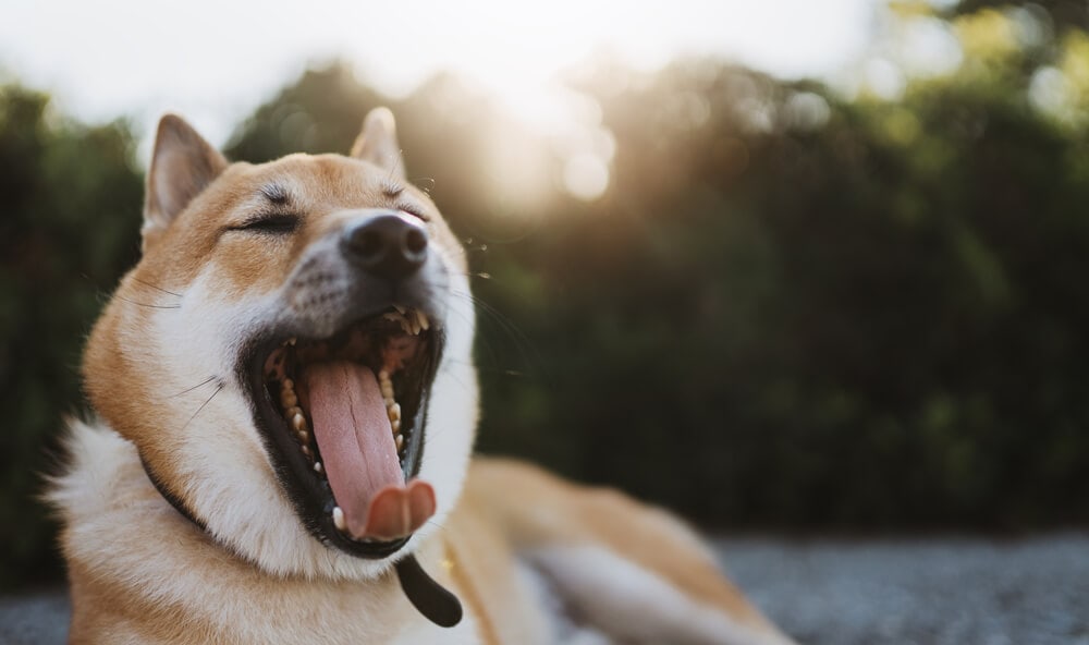 The Science Behind Why Yawning Is &#8216;Contagious&#8217;