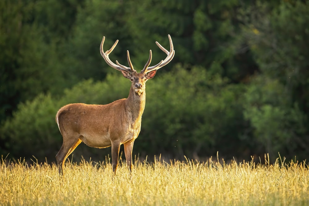 The Most Dangerous Animals In The World and Where They Like To Lurk