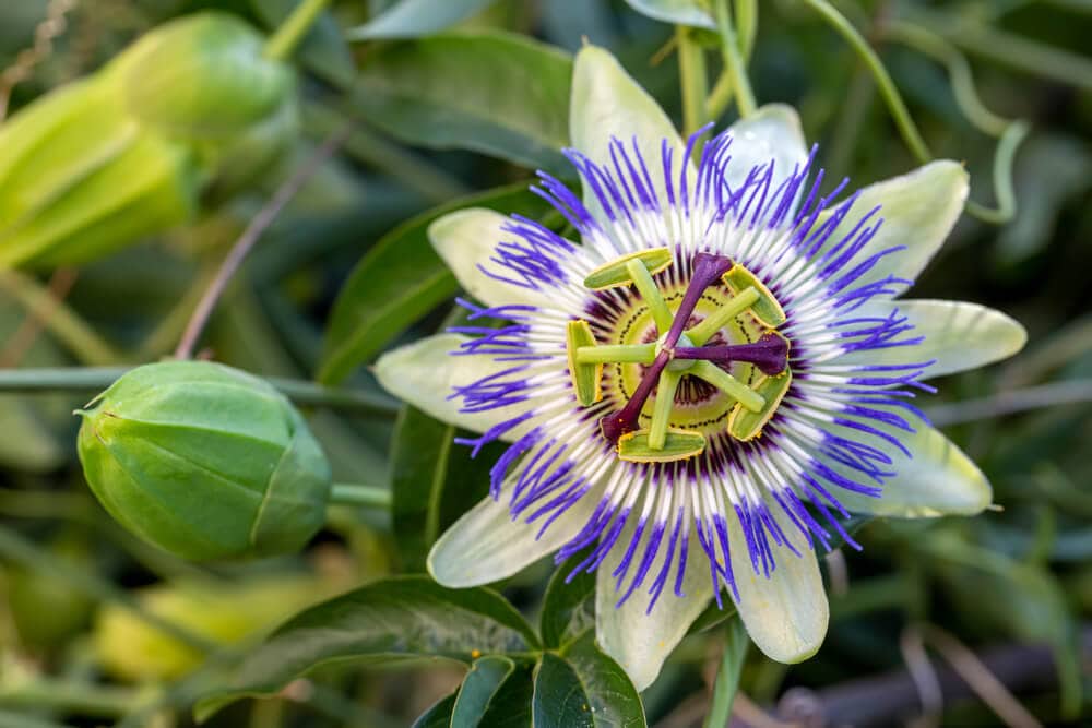 A Natural Science Enthusiast&#8217;s Guide to Medicinal Plants