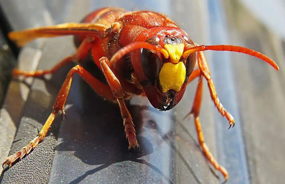 Terrifying Bees &#038; Wasps That Will Keep You Indoors