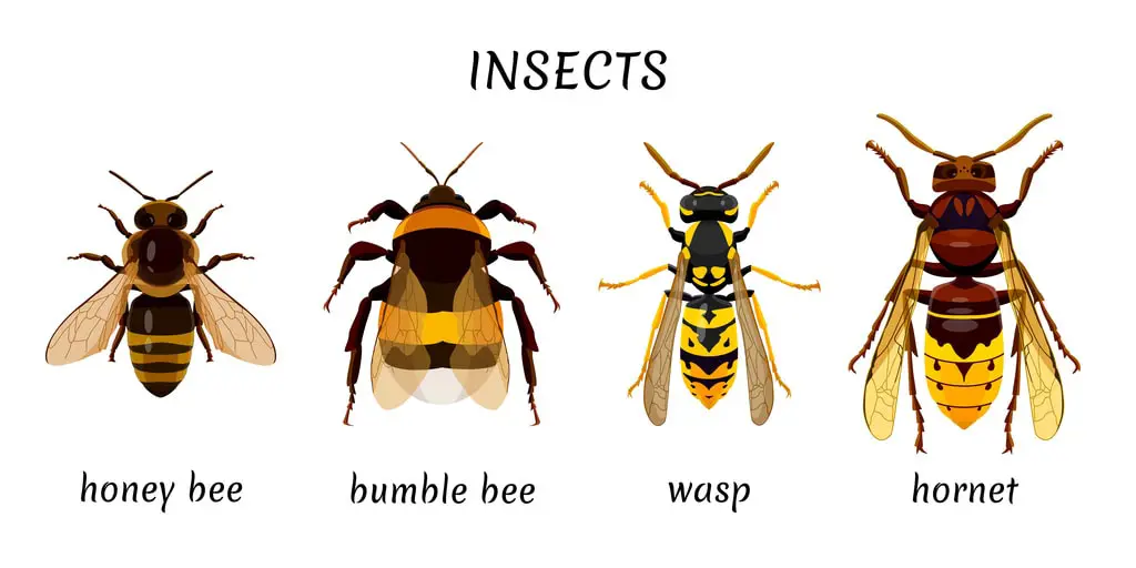 Terrifying Bees &#038; Wasps That Will Keep You Indoors