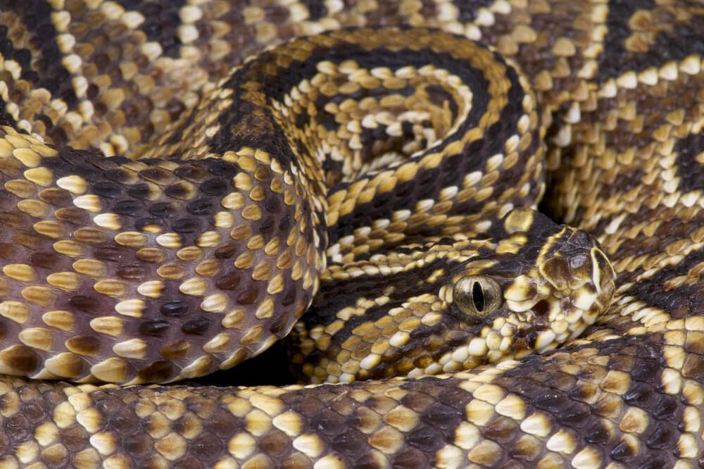 The Most Venomous Snakes On Planet Earth Today