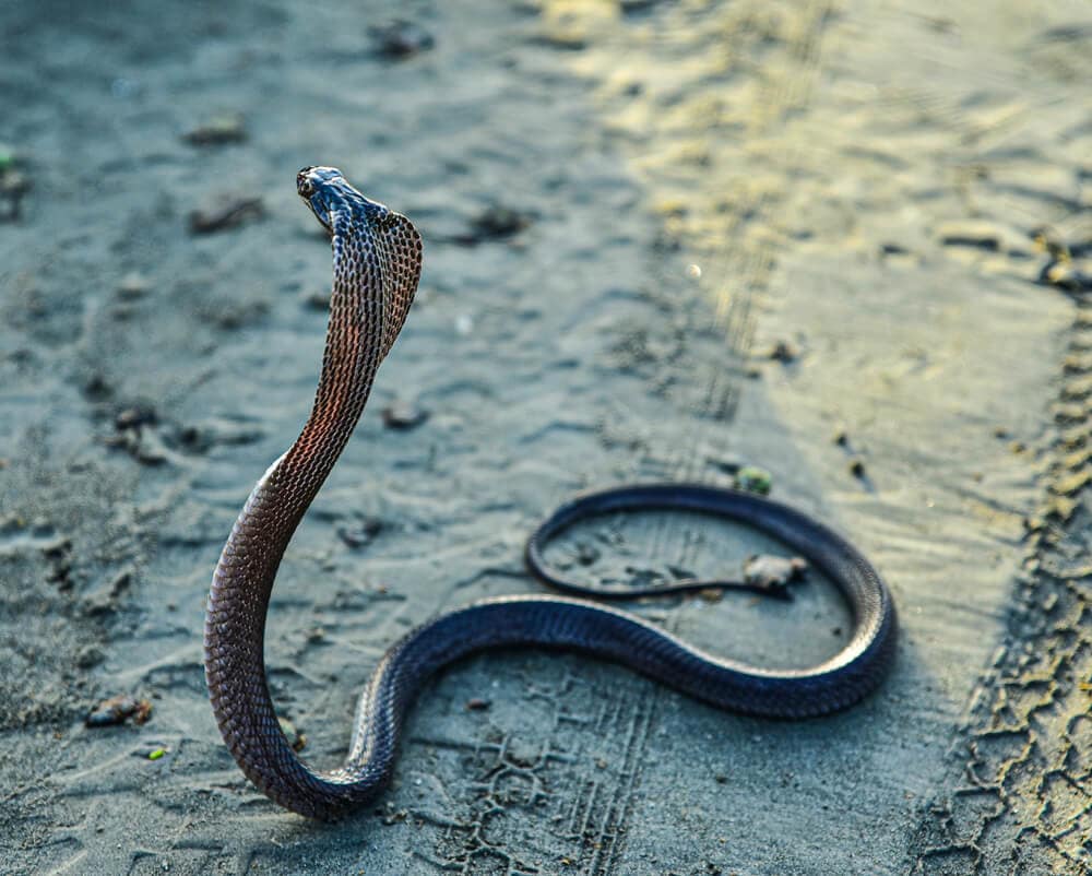 The Most Venomous Snakes On Planet Earth Today