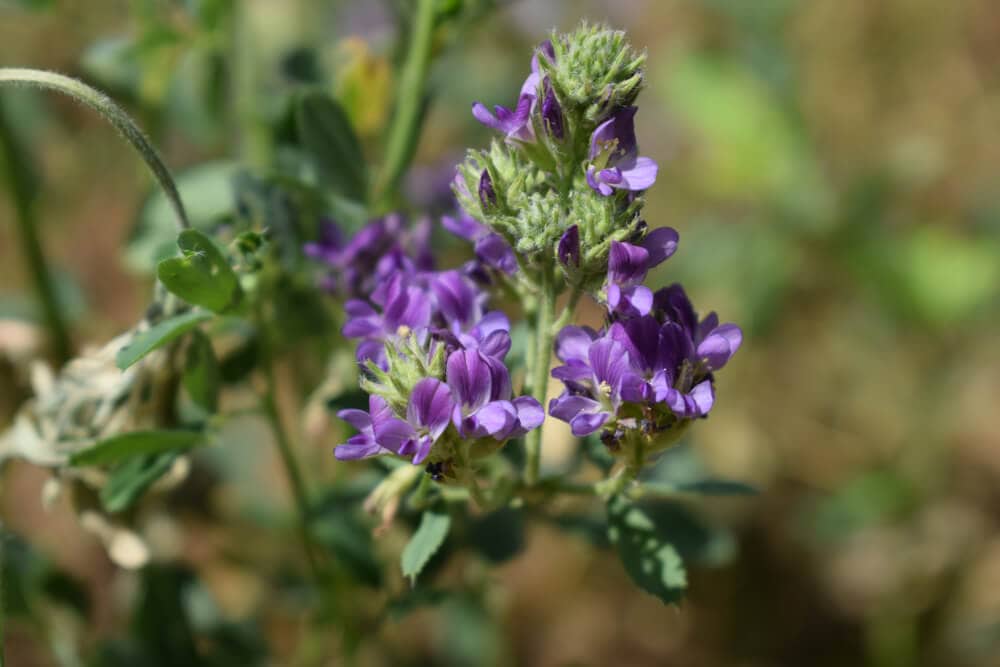 A Natural Science Enthusiast&#8217;s Guide to Medicinal Plants