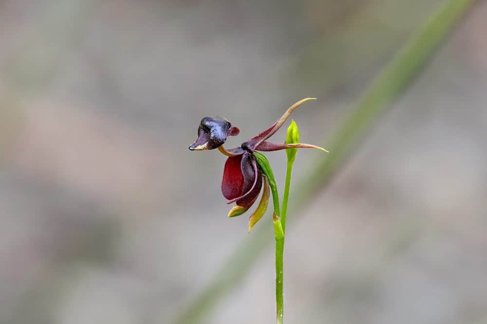 38 of the Strangest Plant Species 