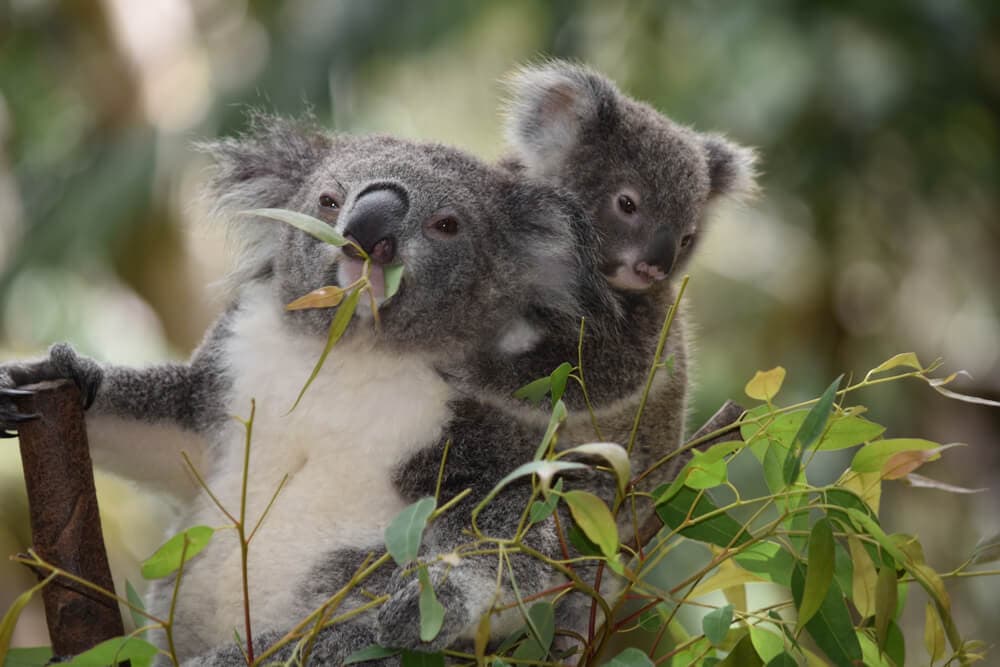 Times Koalas Were Anything But Cute