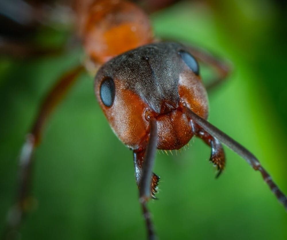 Here&#8217;s How Ants and Other Animals Find Their Way Home