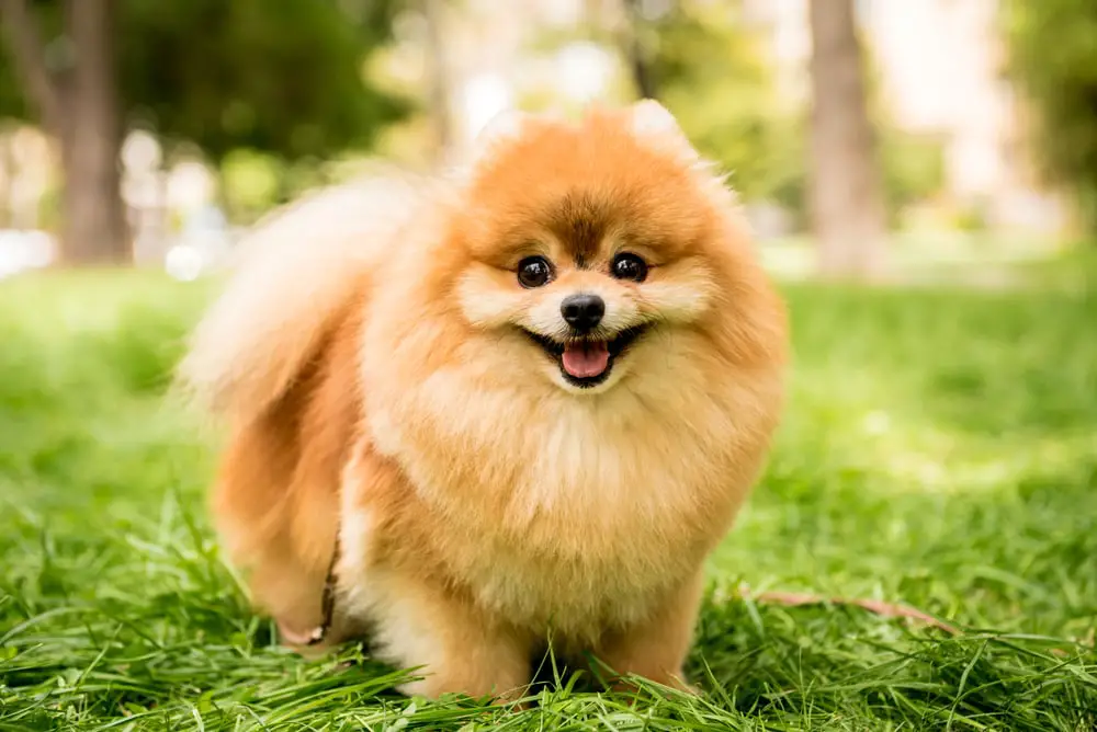 These Dog Breeds Have Evolved to be the Most Elite