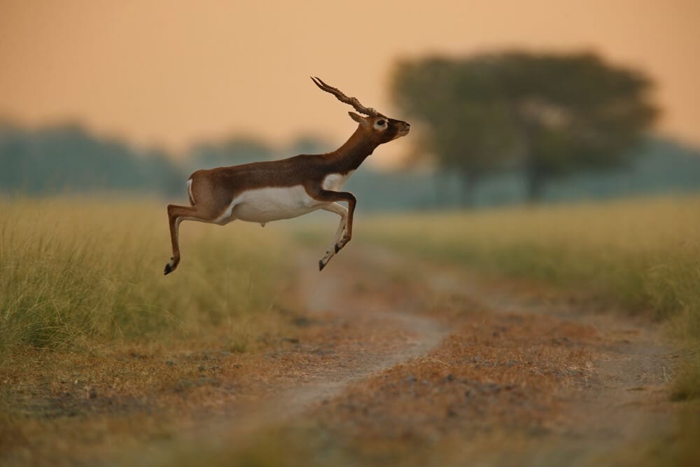 The Fastest Animals on the Planet Today