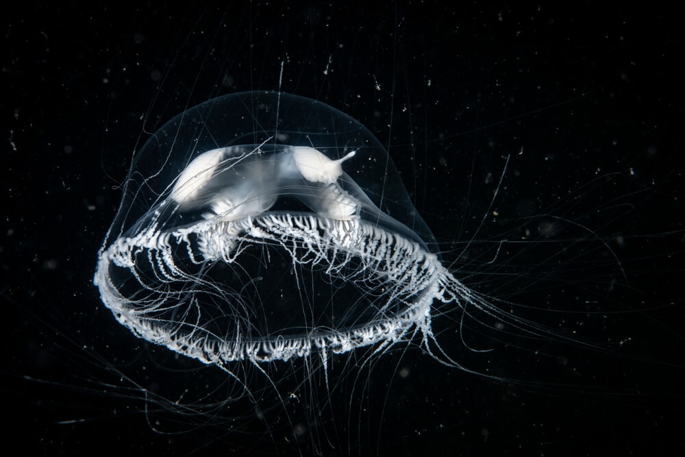 Otherwordly Sea Creatures People Rarely See