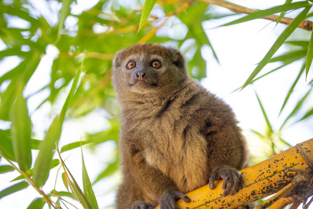 Some of these Majestic Animals Can Only be Found in Madagascar