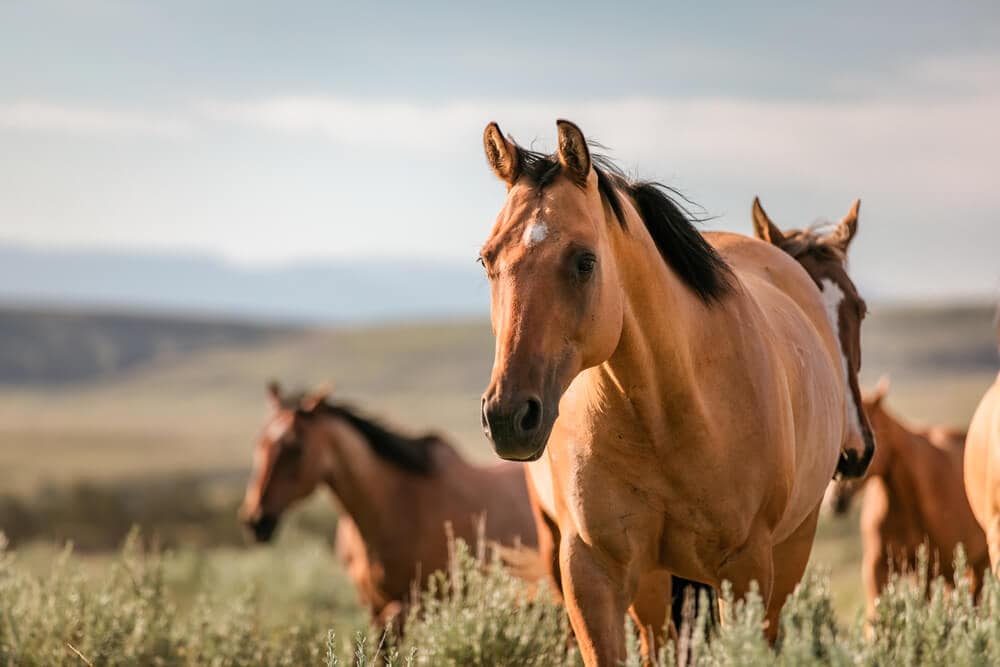 The Deadliest Animals In The United States