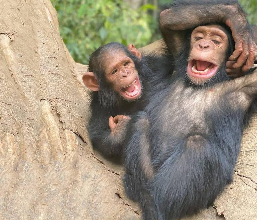 Astounding Facts About Primates that Never Cease to Amaze