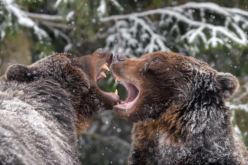 Terrifying Trail Cam Footage that Will Scare Anybody