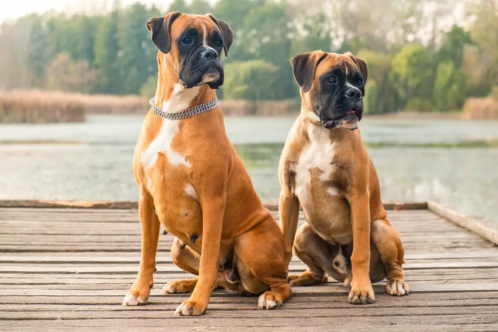 These Dog Breeds Have Evolved to be the Most Elite