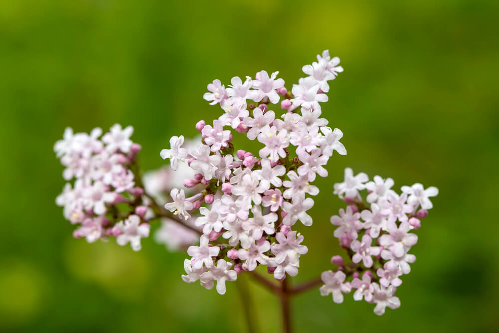 A Natural Science Enthusiast&#8217;s Guide to Medicinal Plants