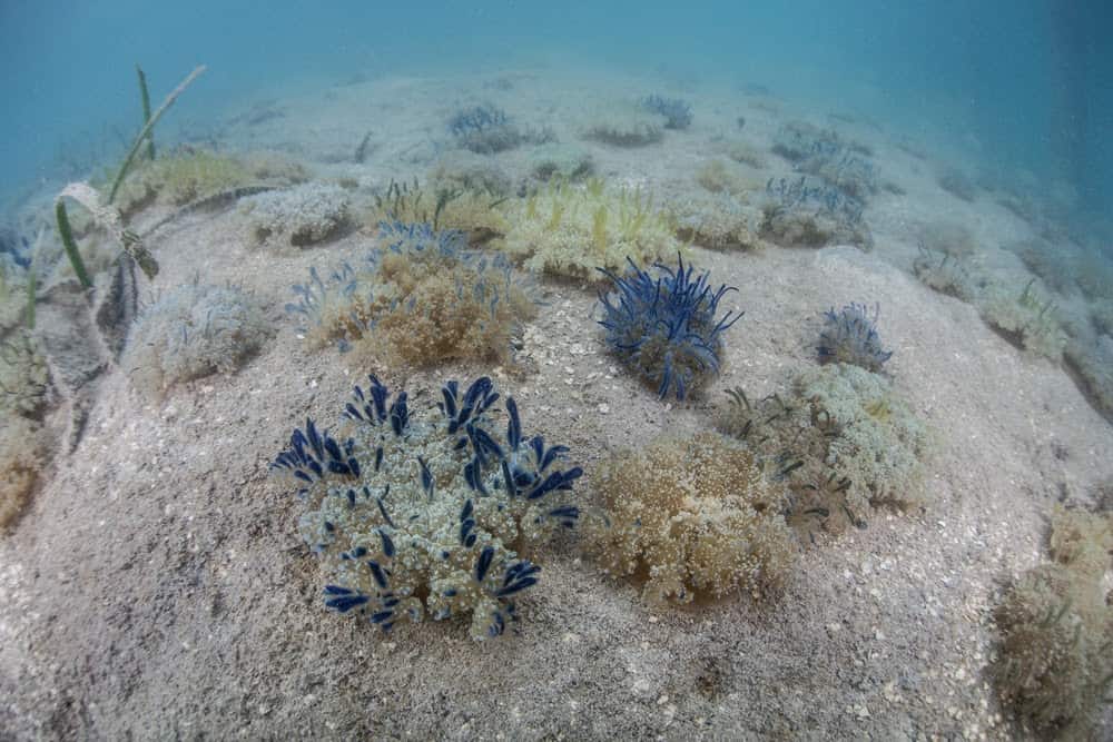 Jellyfish Snot Can Sting a Human Without Even Touching Skin