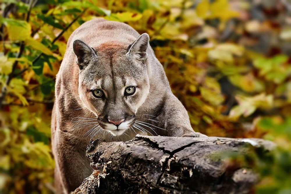 40 of the Most Impressive Predatory Cats in Nature