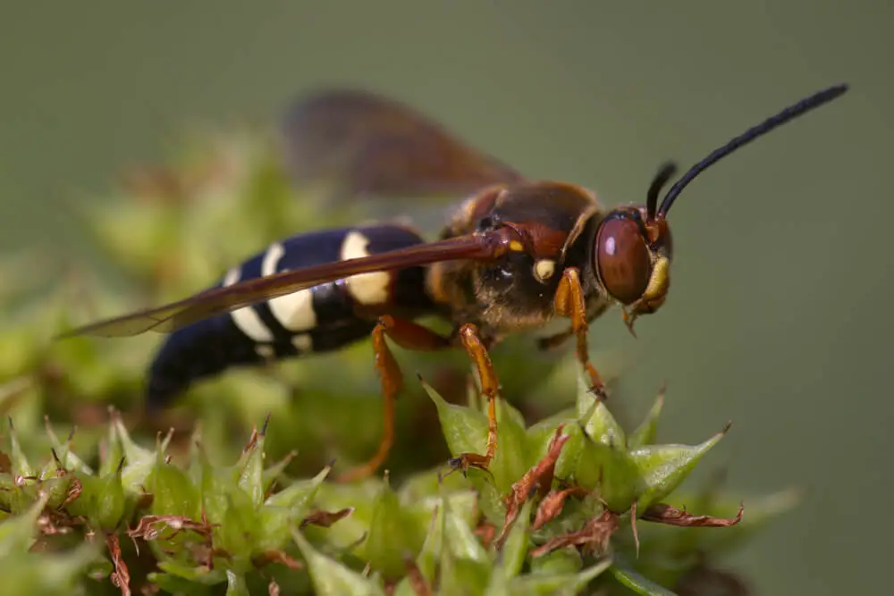 Terrifying Bees &#038; Wasps That Will Keep You Indoors