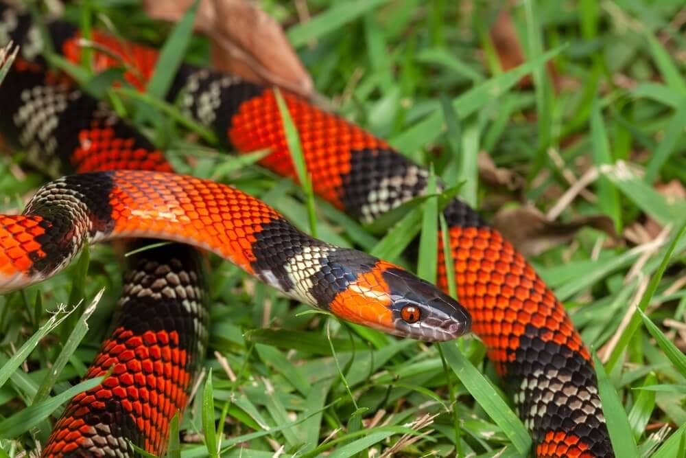 Avoid these Venomous Animals at All Costs