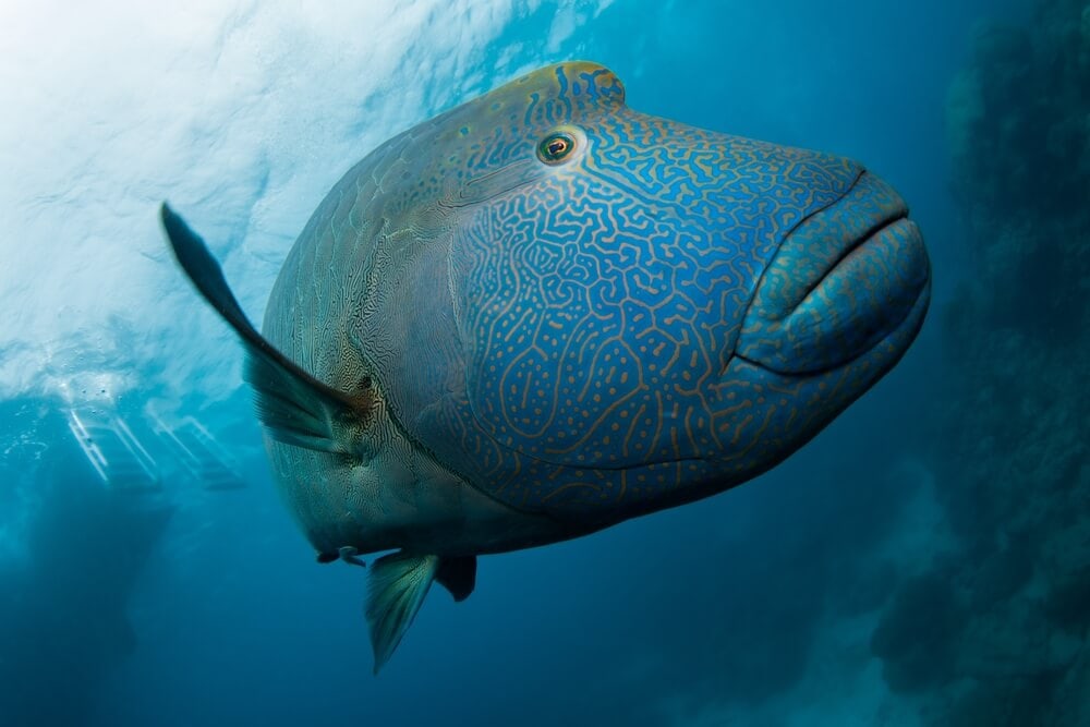 Otherwordly Sea Creatures People Rarely See