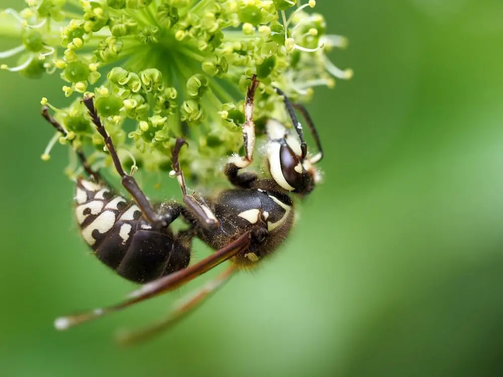 The 25 Most Painful Bites And Stings On The Planet