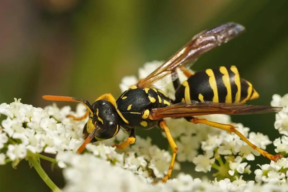 Terrifying Bees &#038; Wasps That Will Keep You Indoors