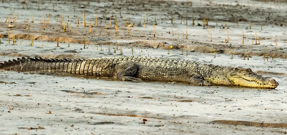 Why Saltwater Crocodiles Are The Scariest Reptile Alive