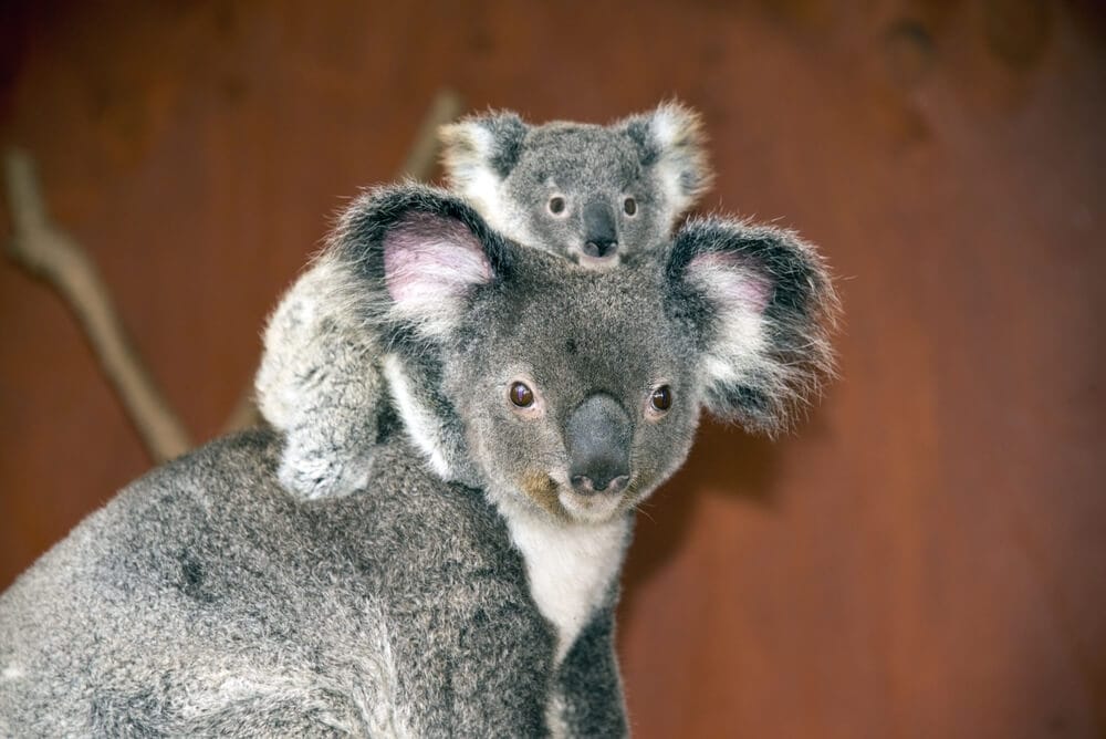 Times Koalas Were Anything But Cute