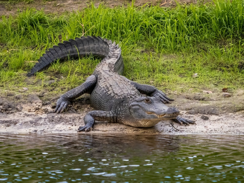 The Deadliest Animals In The United States