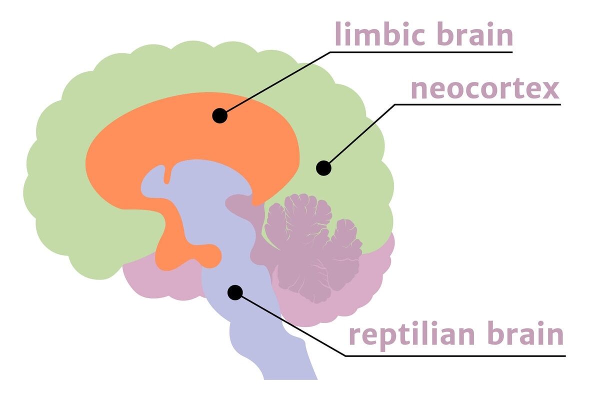 The Human Brain Explained So A 5 Year Old Could Understand