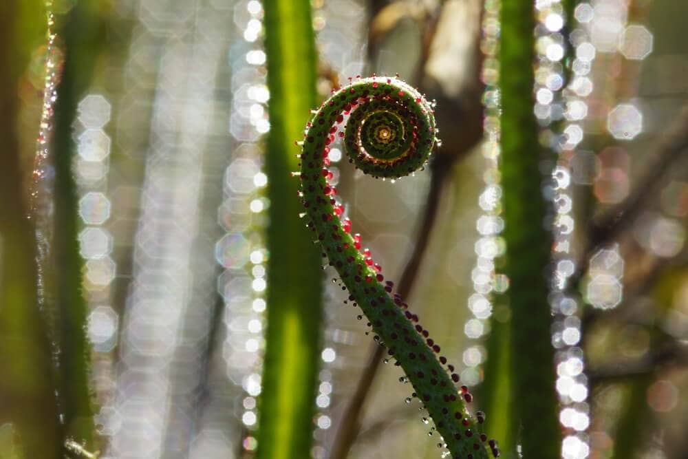 The Venus Flytrap Isn’t the Only Carnivorous Plant