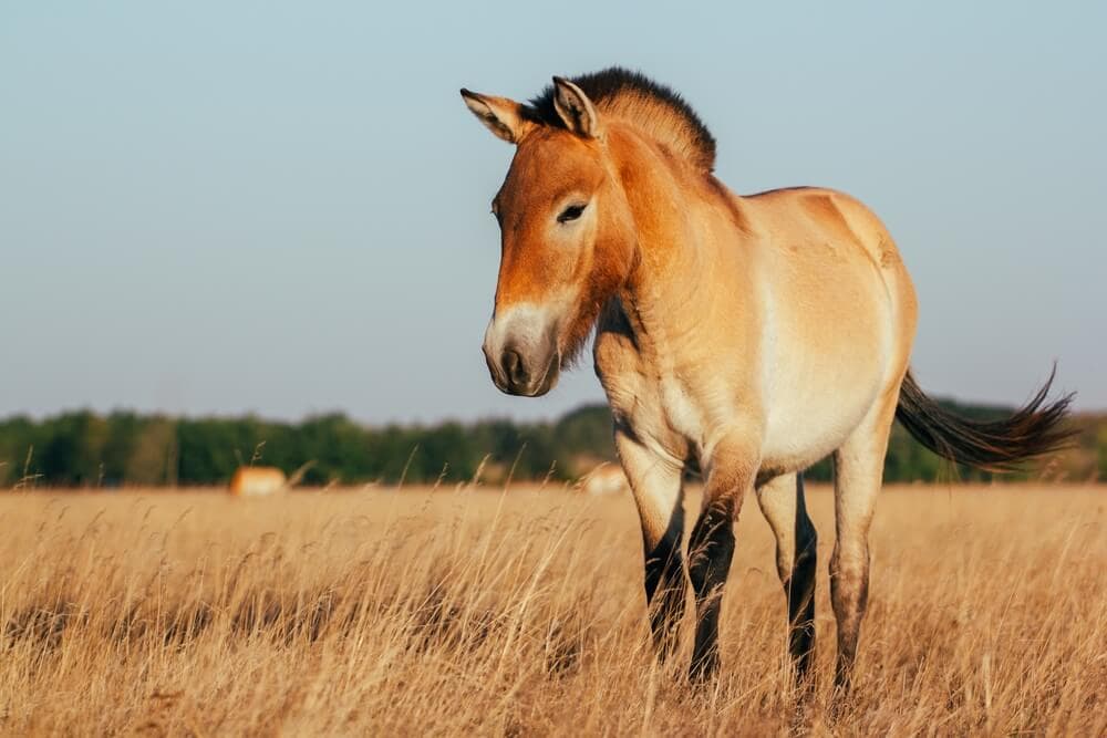 30 Animals Brought Back from the Brink of Extinction