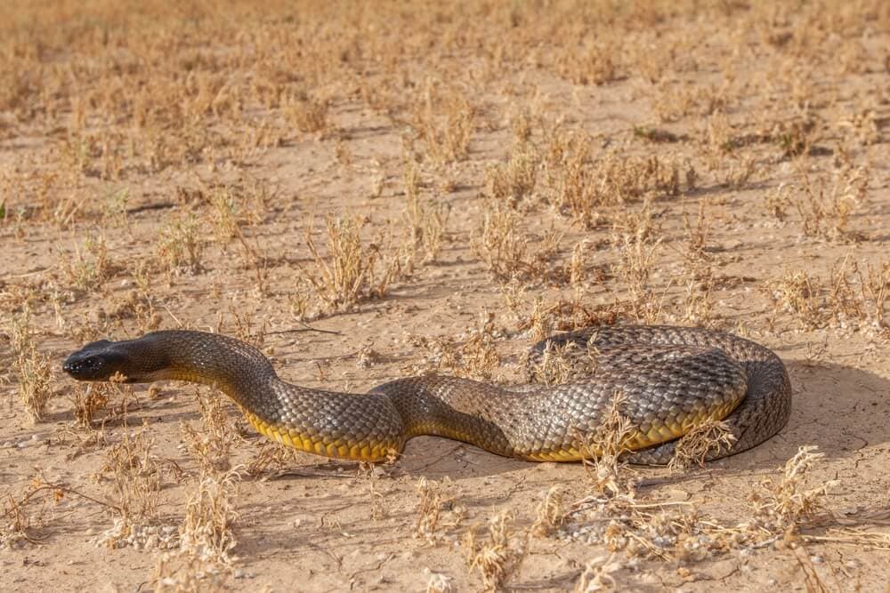 The Top Deadliest Animals In Australia