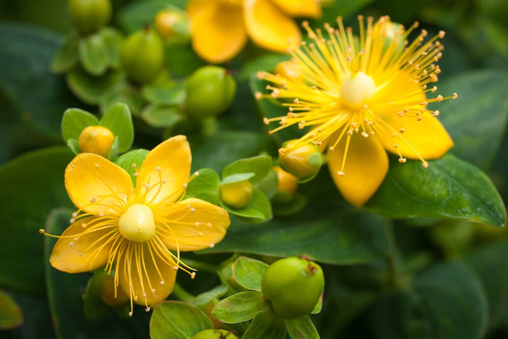 A Natural Science Enthusiast&#8217;s Guide to Medicinal Plants