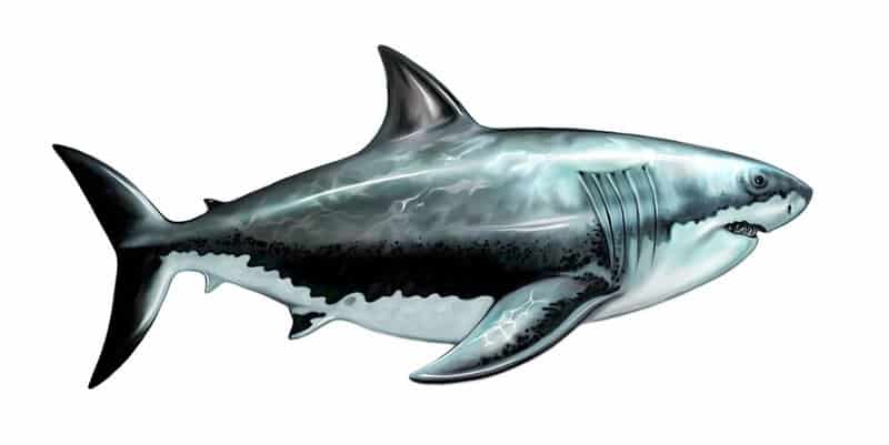 A List of Ancient Sharks from Small to Scary