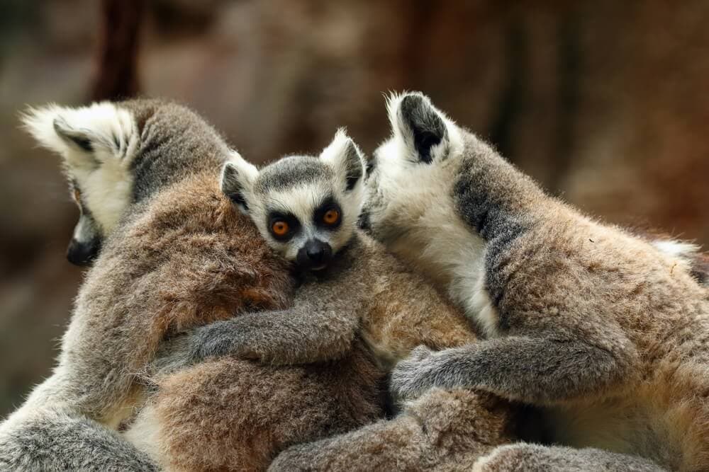 Some of these Majestic Animals Can Only be Found in Madagascar