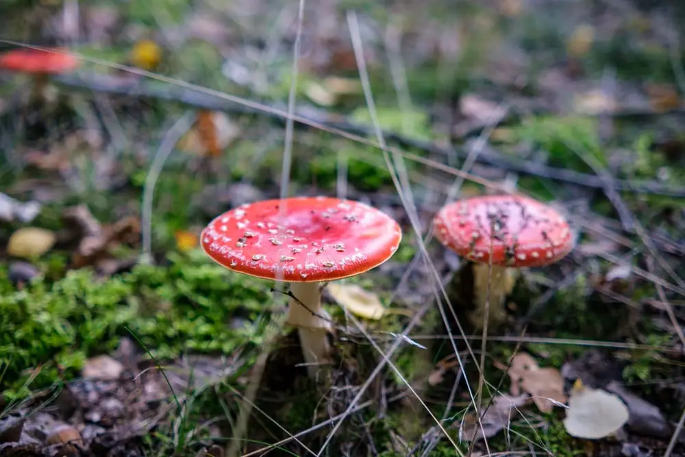 These People Found Mushrooms So Incredible, They Had to Take It to the Internet