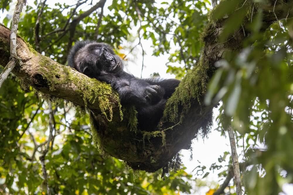 Unusual Sleeping Habits